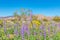 Blooming Arizona Lupines in Joshua Tree National Park