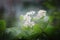 Blooming Aronia behind the wet window