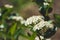 Blooming Aronia Chokeberry bush in the garden