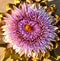 Blooming artichoke