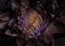 Blooming artichoke on dark background ,macro.Soft focus.