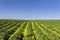 Blooming Artichoke Field