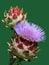 Blooming artichoke flower