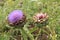 Blooming Artichoke in the garden in England in the summer.