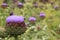 Blooming Artichoke in the garden in England in the summer.