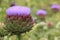 Blooming Artichoke in the garden in England in the summer.