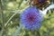 Blooming artichoke with purple flower and green leaves. Wild artichoke thistle, Wild Cynara Cardunculus or Cardoon. Top