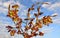 Blooming ash-leaved or american maple Acer negundo twigs