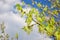 Blooming Ash tree Fraxinus green flowerson branches, blurry cloudy blue sky