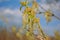 Blooming Ash tree Fraxinus green flowerson branches, blurry cloudy blue sky