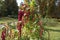 Blooming in autumn Amaranth caudatus burgundy.