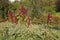 Blooming in autumn Amaranth caudatus burgundy.