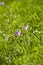 Blooming autumn crocus