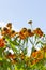 Blooming of autumn garden decorative flowers Helenium Waltraut, decoration of an autumn garden aster flowers against the sky