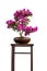 Blooming azalea bonsai tree on a shelf