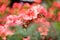 Blooming Azalea Flowering Plants Closeup Photo. Blossoming Decorative Red Buds Flowers And Green Leaves Branches