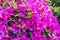 Blooming azalea on the grounds of the Sanctuary of the Sacred Heart on the Monte de Luzia, Mount of Saint Lucy