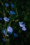 Blooming background bright blue cichorium flowers against black