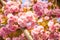 Blooming background vivid pink sakura flowers