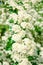 Blooming background white flowers spiraea