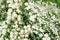 Blooming background white flowers spiraea
