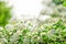 Blooming background white flowers spiraea