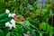 Blooming bagflower or clerodendrum thomsoniae white and red flower green leaves tree in botany outdoor garden. with copy space and