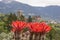 Blooming ball cactus in front of castle Tyrol