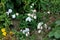 Blooming Balloon flowers or Platycodon grandiflorus perennial plants with balloon like white flowers starting to shrivel and