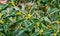 Blooming barberry Berberis soulieana bush with narrow evergreen leaves and yellow flowers. Close-up. Spreading openwork shrub