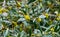 Blooming barberry Berberis soulieana bush with narrow evergreen leaves and yellow flowers. Close-up. Spreading openwork shrub