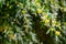 Blooming barberry Berberis soulieana bush with narrow evergreen leaves and yellow flowers.  Spreading openwork