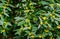 Blooming barberry Berberis soulieana bush with narrow evergreen leaves and yellow flowers.  Spreading openwork shrub