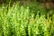 Blooming basil in the garden