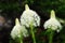 Blooming bear grass flowers