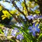 Blooming of beautiful blue Chionodoxa flowers in the spring garden