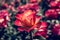 Blooming beautiful colorful rose in floral background