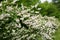 Blooming beautiful Deitzia bushes planted in a row