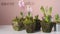 Blooming beautiful hyacinths in moss-decorated flower pots. flower shop.