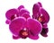 Blooming beautiful lilac orchid with bandlet is isolated