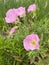 Blooming beautiful Oenothera speciosa