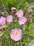 Blooming beautiful Oenothera speciosa