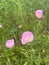 Blooming beautiful Oenothera speciosa