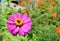 Blooming beautiful pink flower zinnia green garden landscape