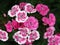 Blooming beautiful Pinks and White Frosty Fire Dianthus on dark green blurred background.