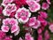 Blooming beautiful Pinks and White Frosty Fire Dianthus on dark green blurred background.