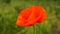 Blooming beautiful red poppy, summer warm day