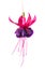 Blooming beautiful single flower of dark violet and red fuchsia
