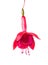 Blooming beautiful single flower of red fuchsia is isolated on w