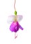 Blooming beautiful single flower of white and lilac fuchsia is i
